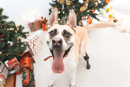 Wenskaarten & kalenders