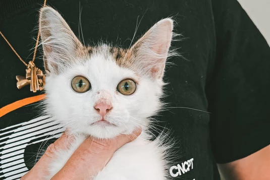Meer dan 200 katten. Heel veel zorg. En heel veel kosten.