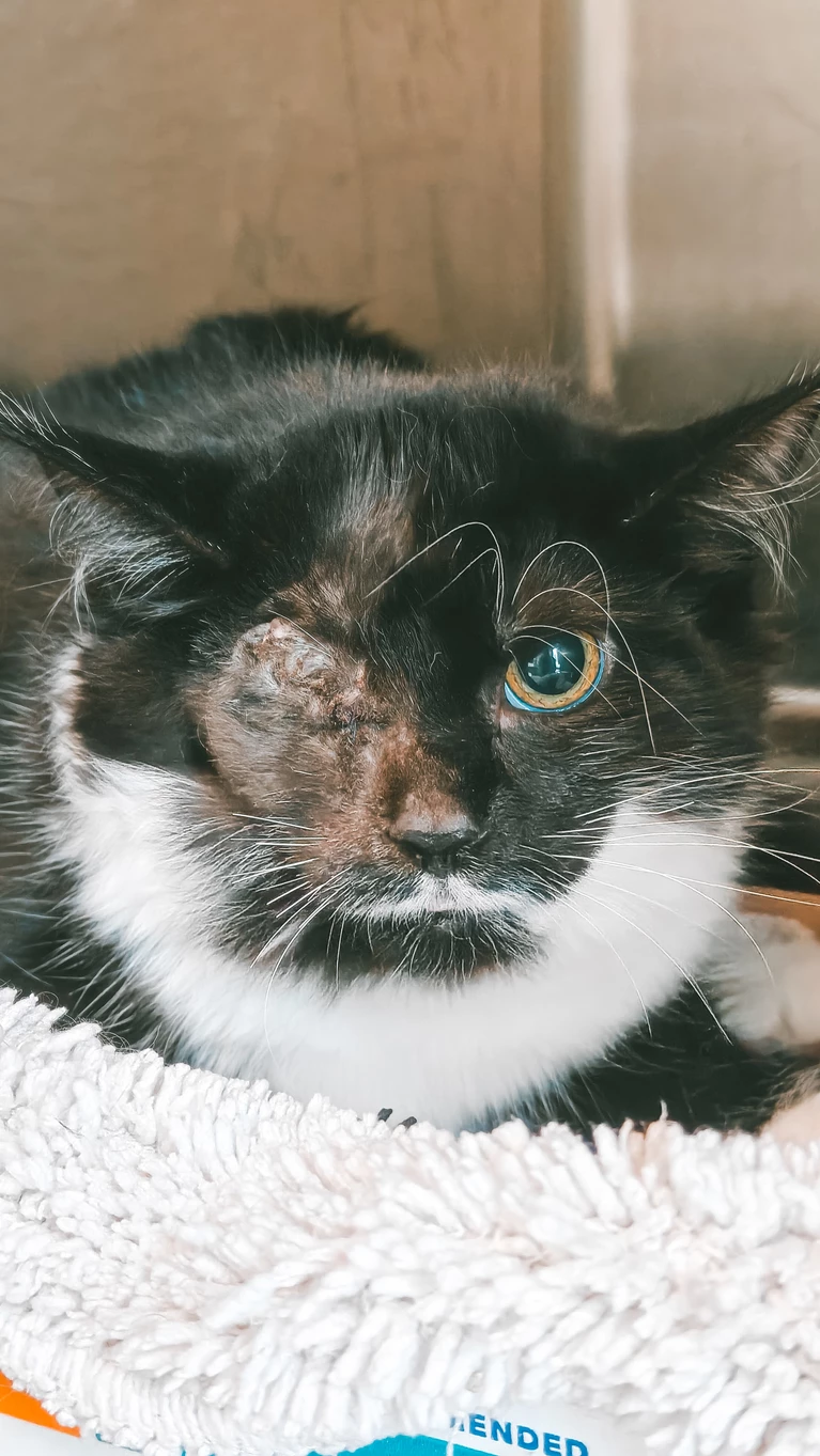 Meer dan 200 katten. Heel veel zorg. En heel veel kosten.