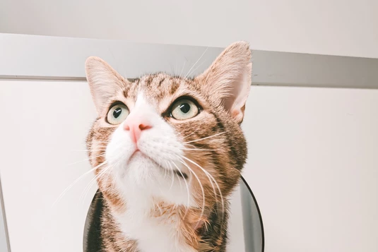Meer dan 200 katten. Heel veel zorg. En heel veel kosten.