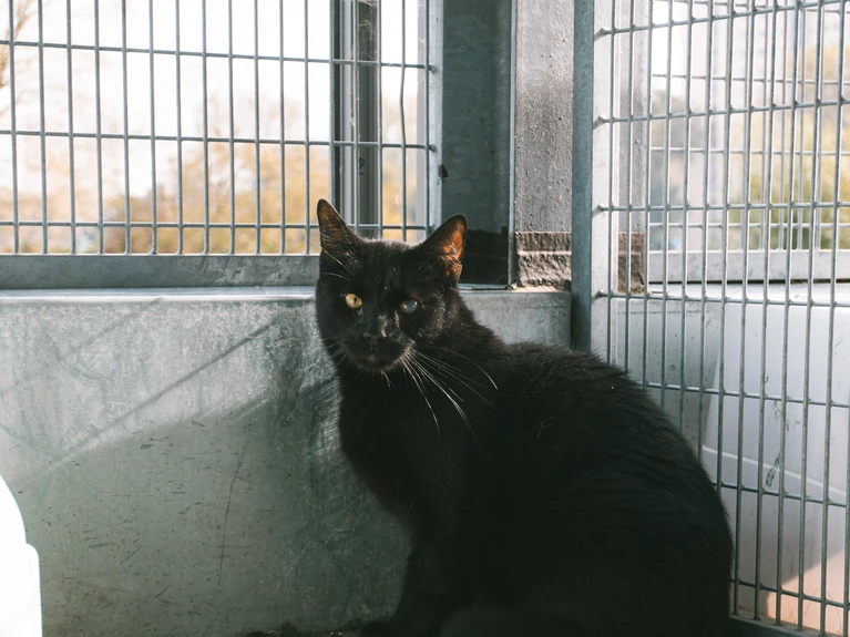 10 10 2023 Katten sociale media kwaliteit 7