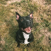 Kyara