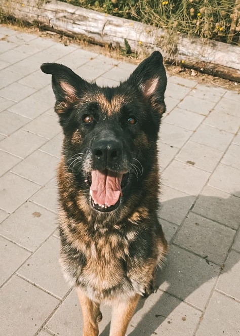 Onze honden