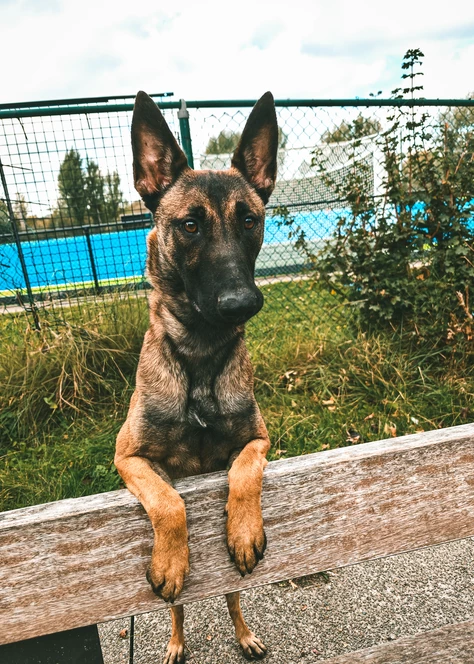 Onze honden