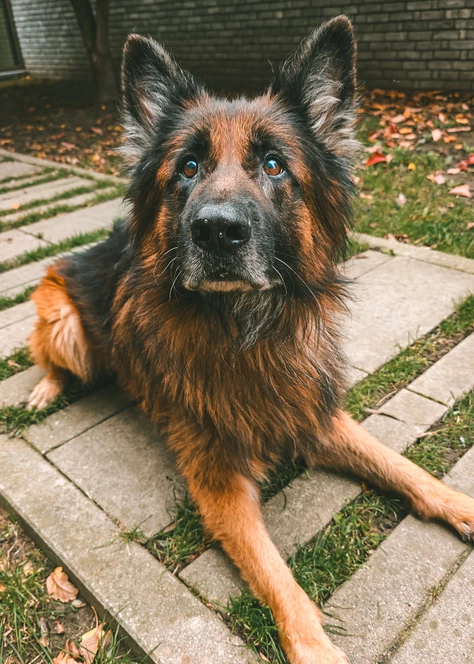 Onze honden
