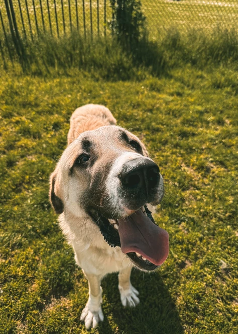 Onze honden