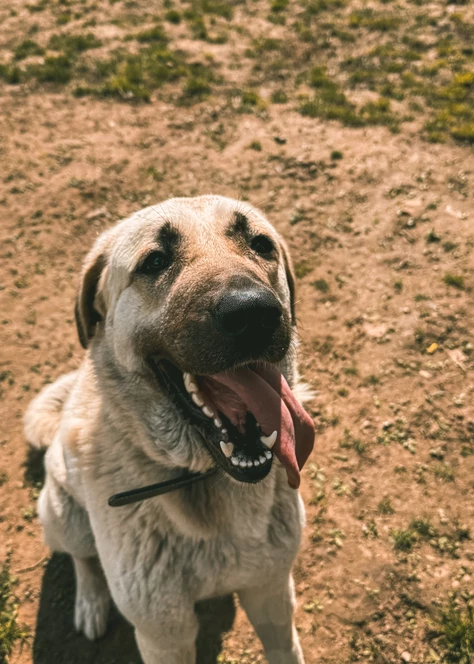Onze honden