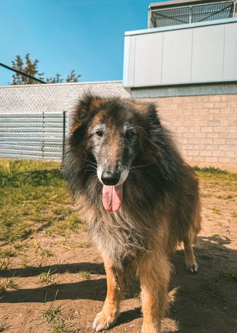 Onze honden