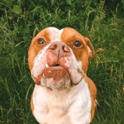 Baiko