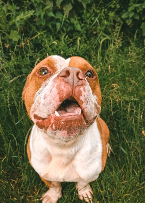 Onze honden