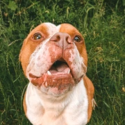 Baiko