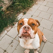 Baiko