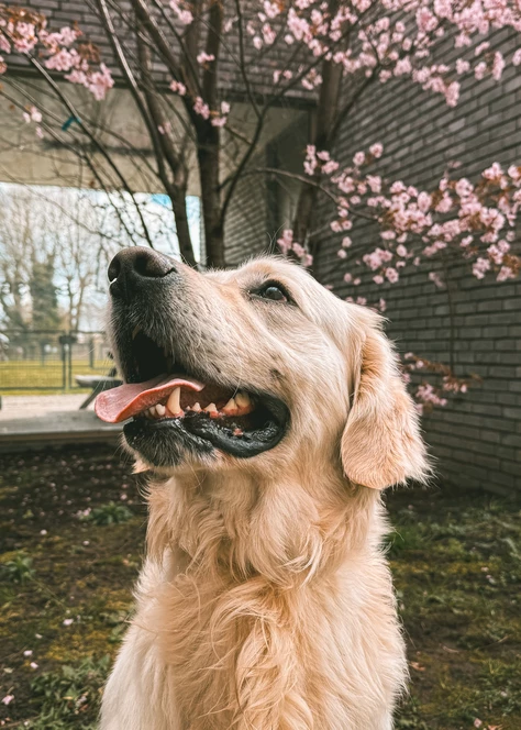 Onze honden
