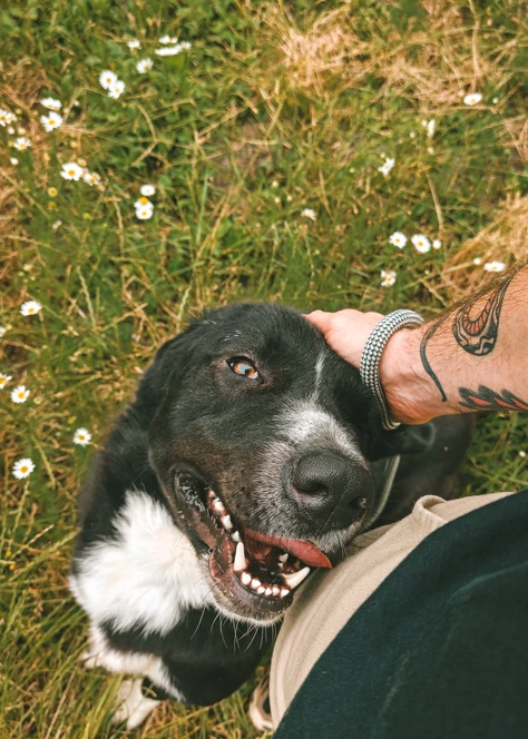 Onze honden