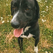 Teo