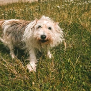 Pepper