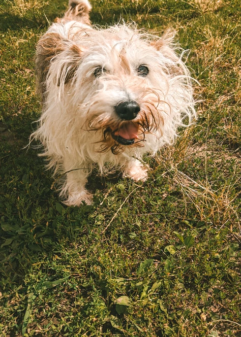 Onze honden