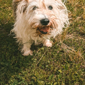 Pepper
