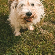 Pepper