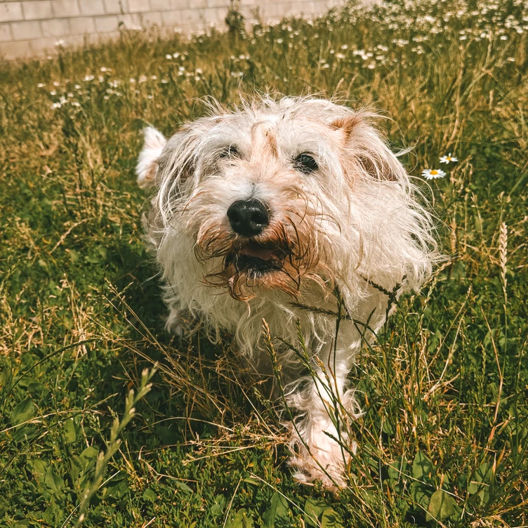 Pepper
