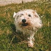 Pepper