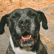 Juda