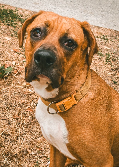 Onze honden