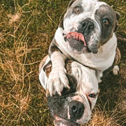Roxy & Ticka