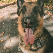 Buddy
