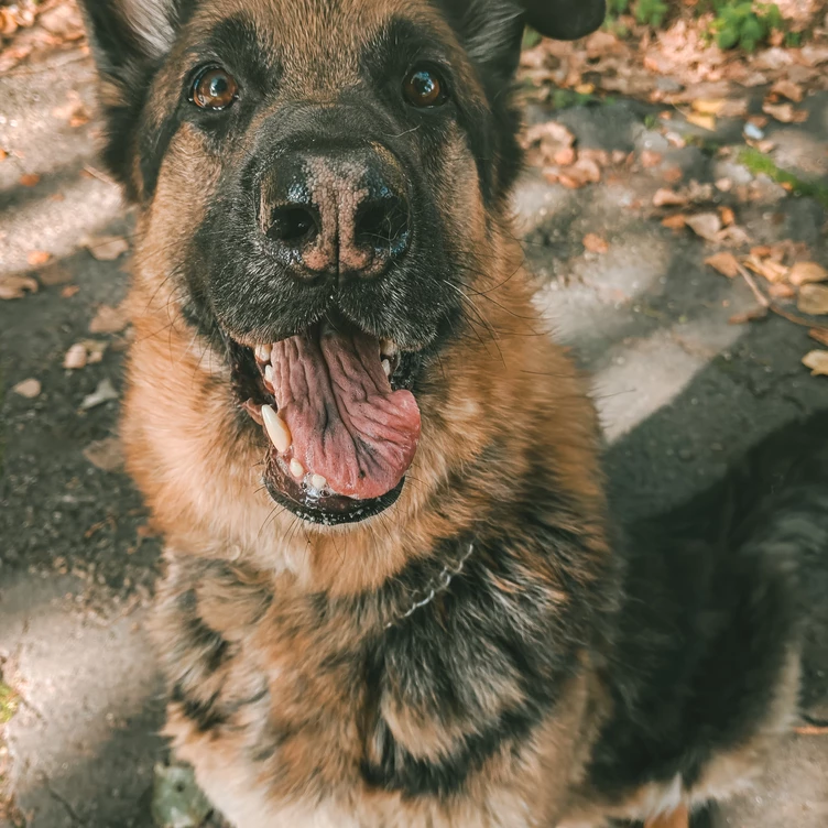 Buddy