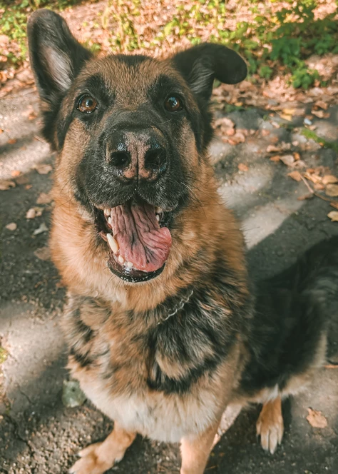 Onze honden
