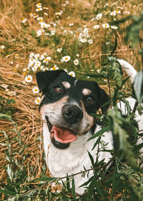 Onze honden