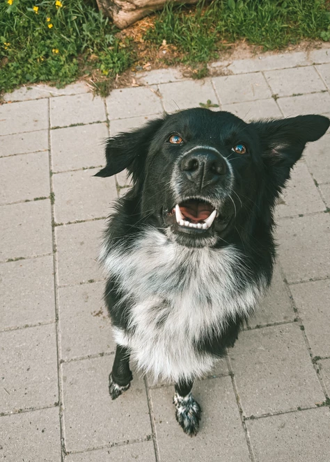 Onze honden