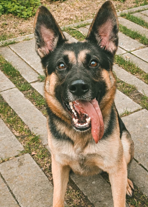 Onze honden