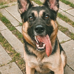 Pablo