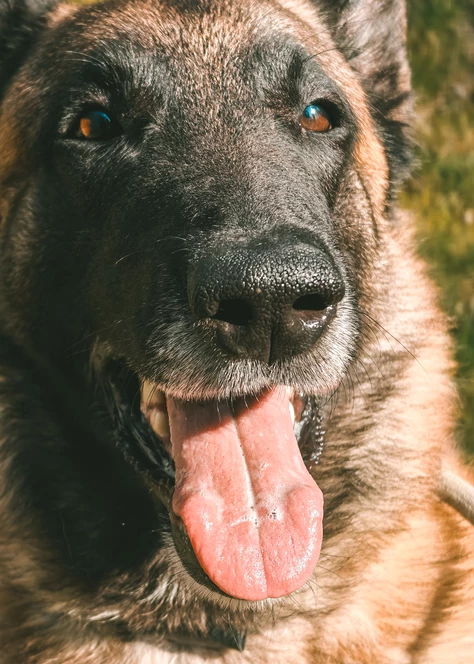 Onze honden