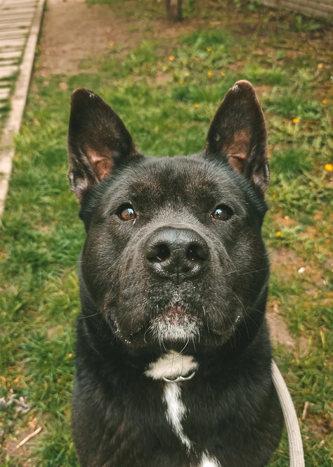 Onze honden