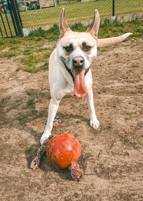 Onze honden