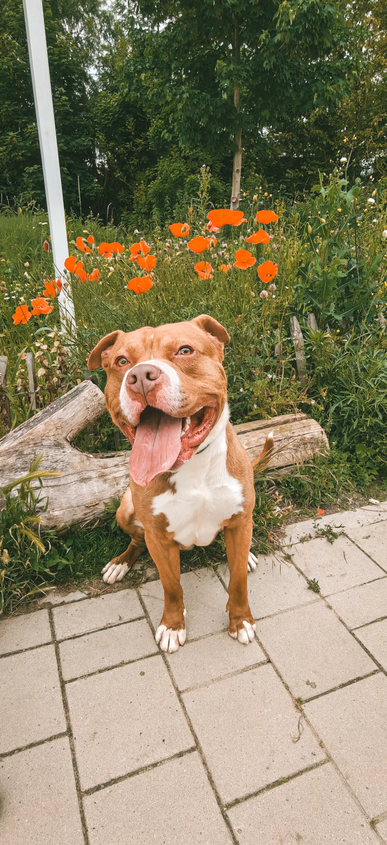 Bandit