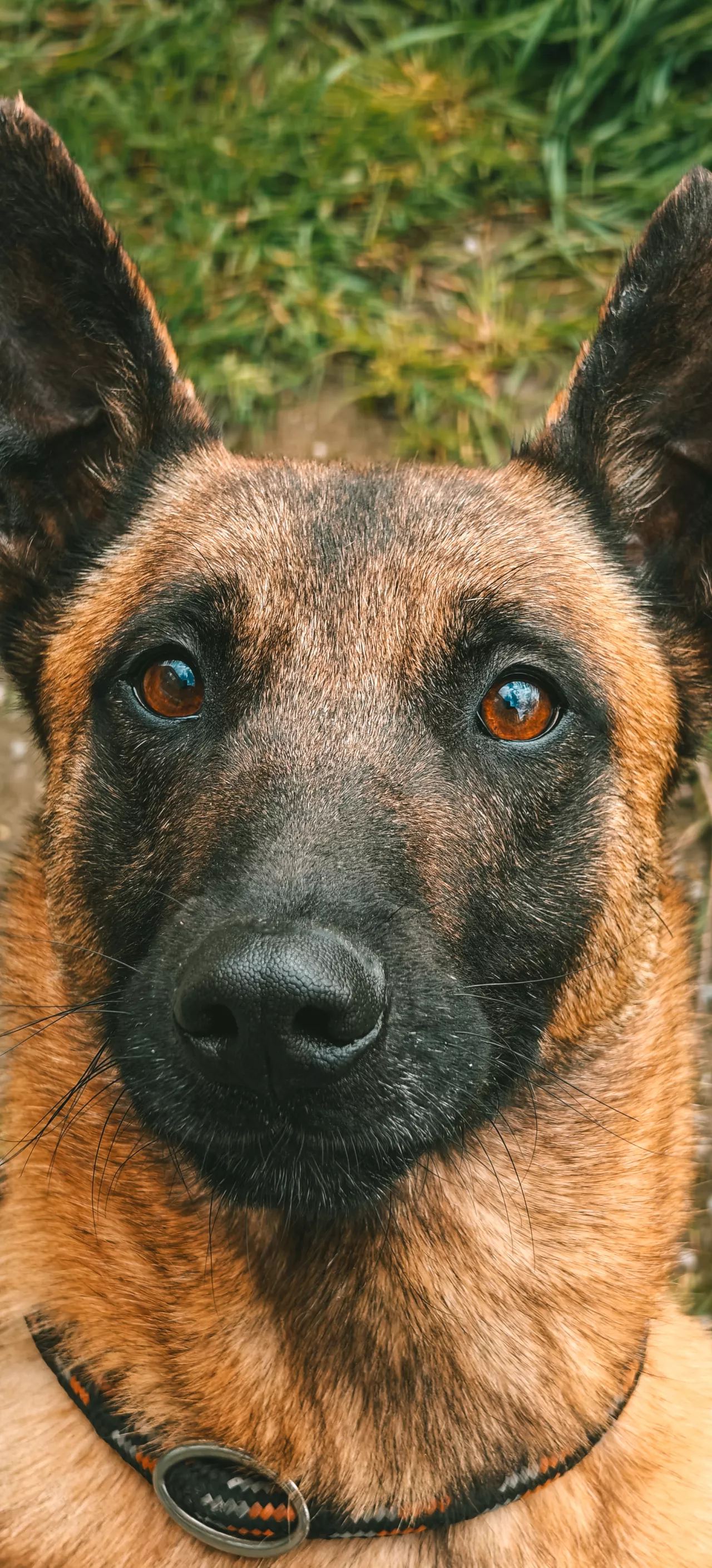 https://www.dierenasielgent.be/media/honden/_lightbox/5741/IMG20240418134500.webp